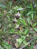 Ophrys morisii